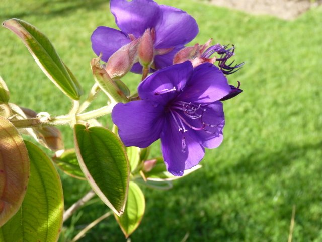 Tibouchina urvillaeana fleur